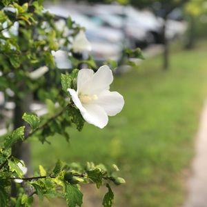 Meet your Posher, Shir